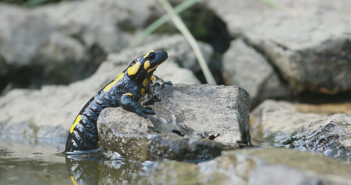 Fire Salamander Partially Submerged in Water Resting on a Rock