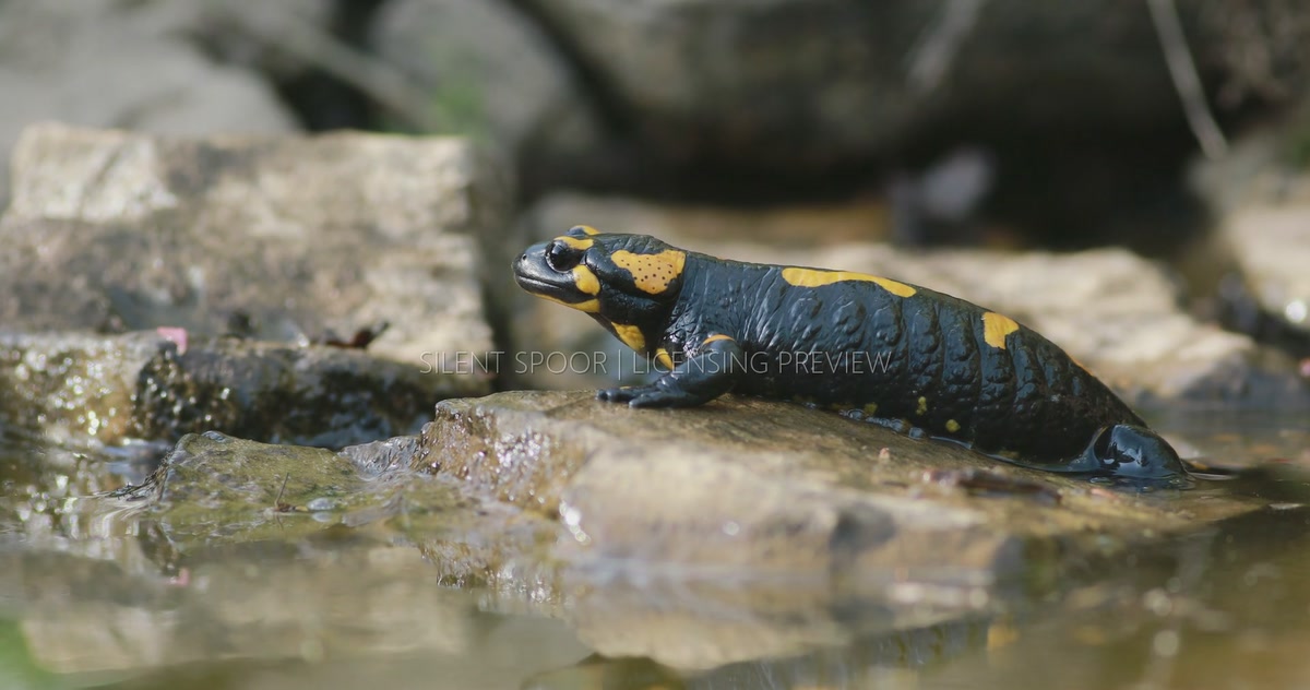 Fire Salamander Resting on Wet Rock at Water's Edge