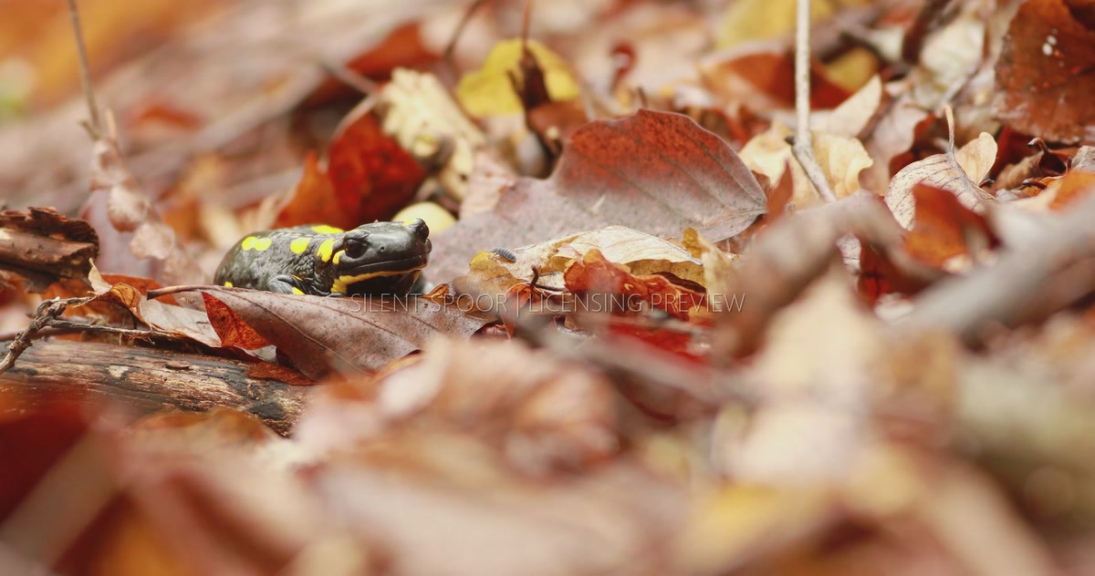 Fire Salamander Resting Among Autumn Leaves with Small Invertebrate Nearby