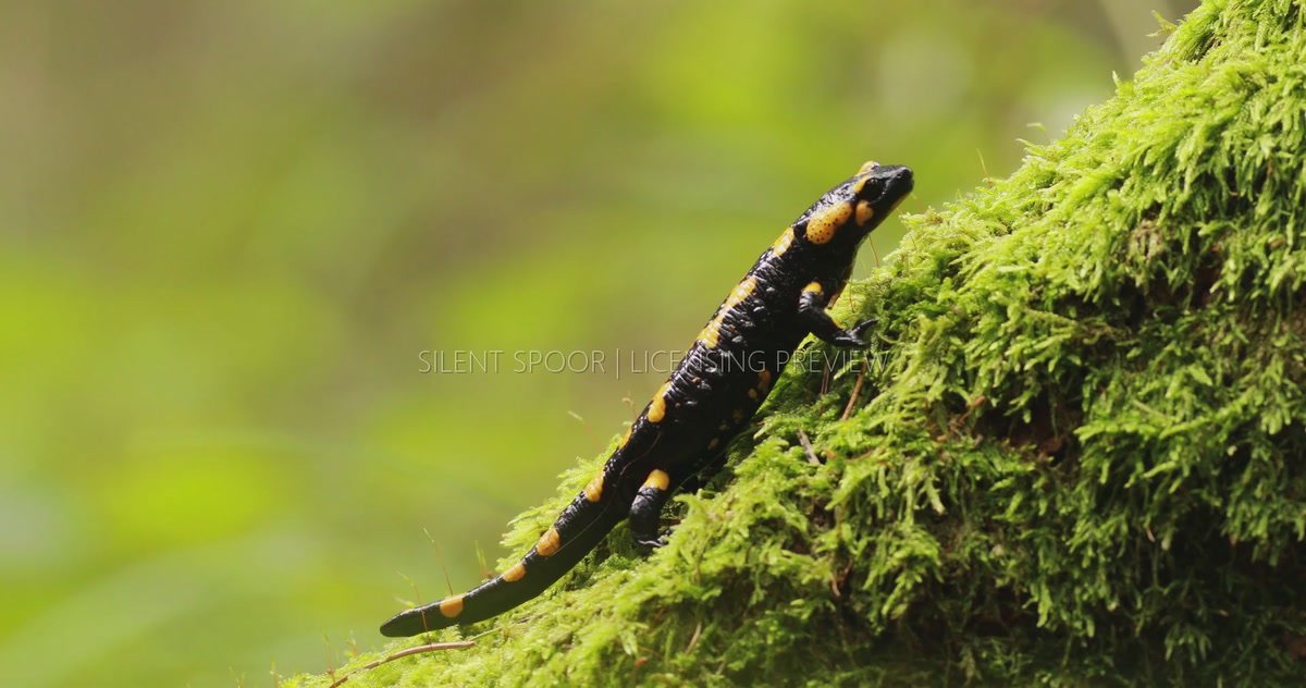 Fire Salamander Climbing Up a Moss-Covered Tree Trunk