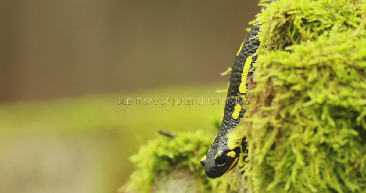 Fire Salamander Resting Head-Down on Moss-Covered Tree