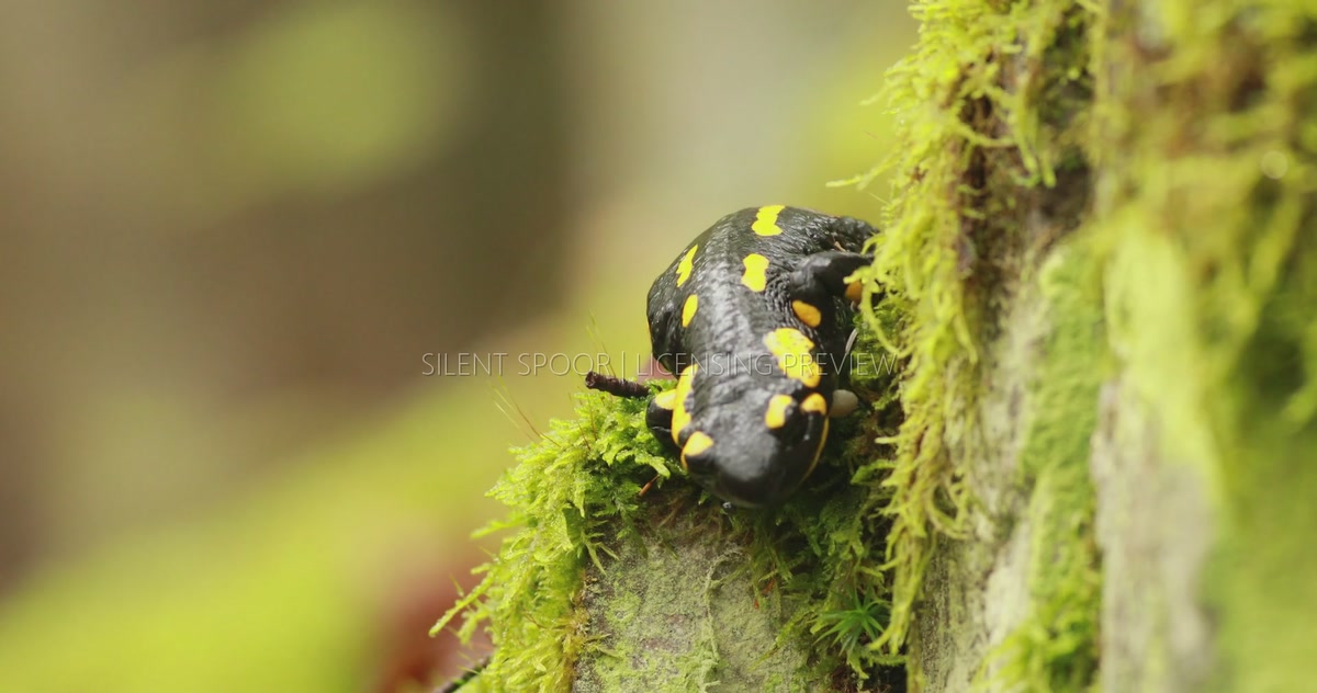 Fire Salamander Climbing Toward Camera and Slipping Down Mossy Surface