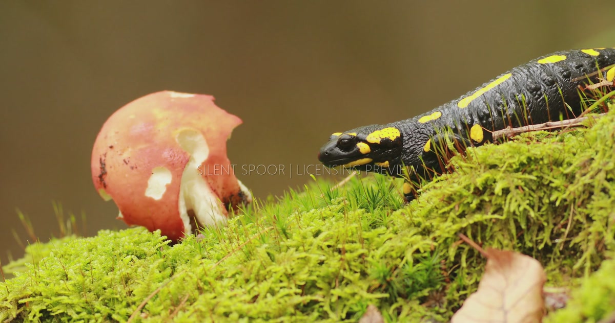 Fire Salamander Resting Beside a Woodland Mushroom on Moss