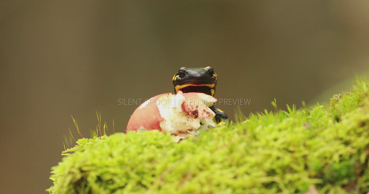 Fire Salamander Resting Partly Concealed Behind a Woodland Mushroom