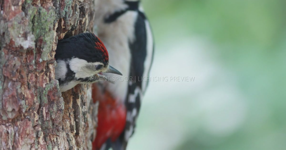 Great spotted woodpecker wildlife footage