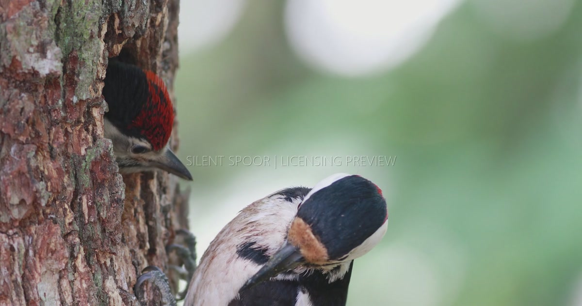 Great Spotted Woodpecker Feeding Chick with Larvae at Nest Hole