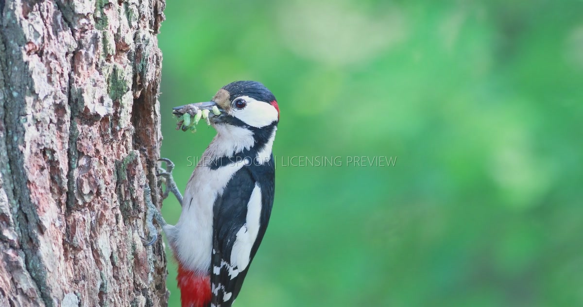 Great Spotted Woodpecker Feeding Chick with Larvae - Wider View