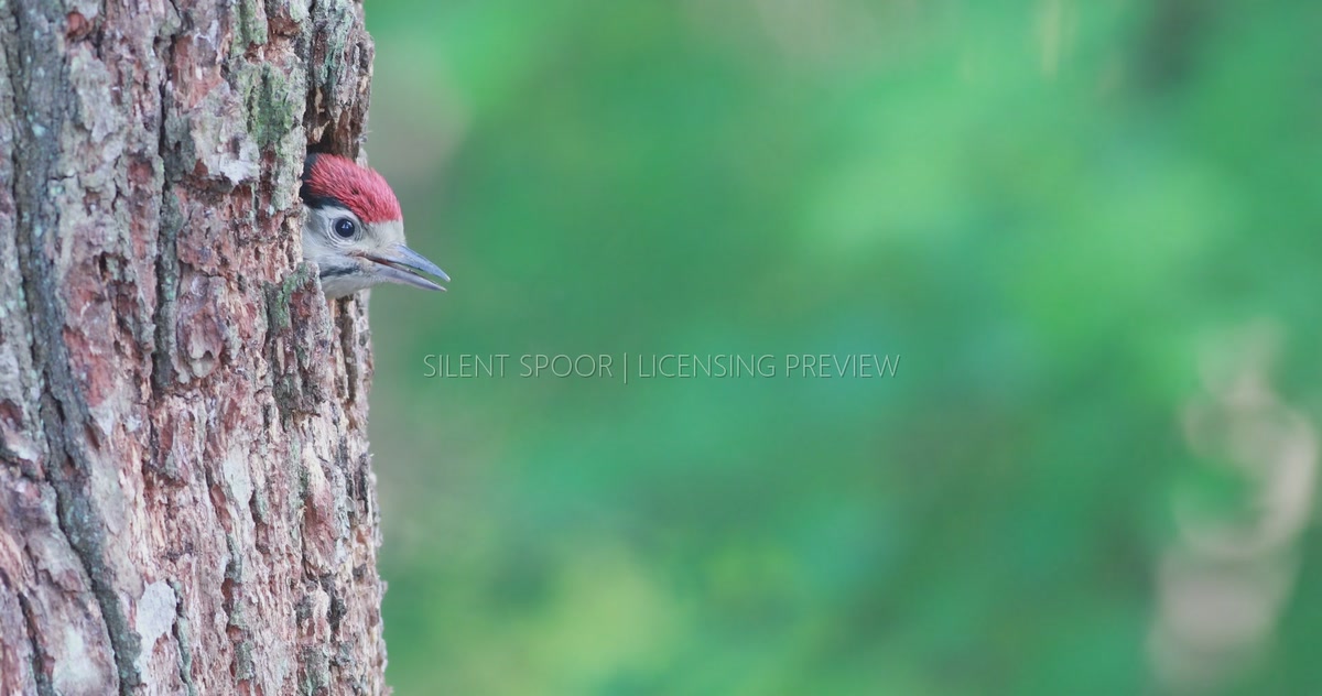 Great Spotted Woodpecker Feeding Chick with Larvae Before Flying Away