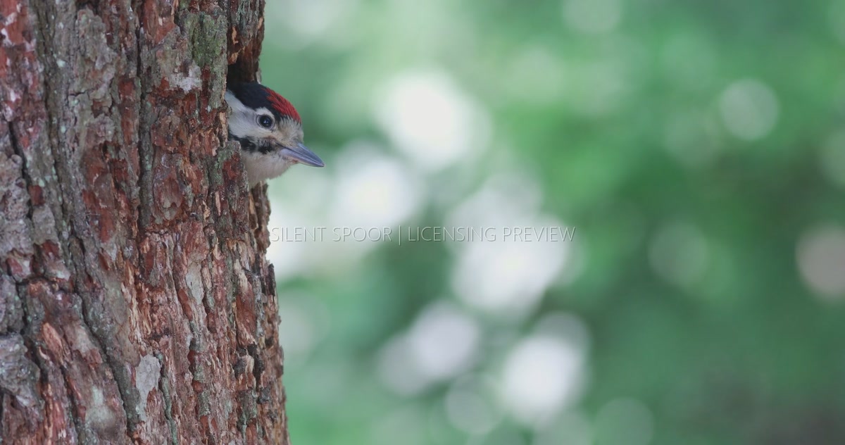 Great Spotted Woodpecker Chick Waiting Quietly at Nest Hole