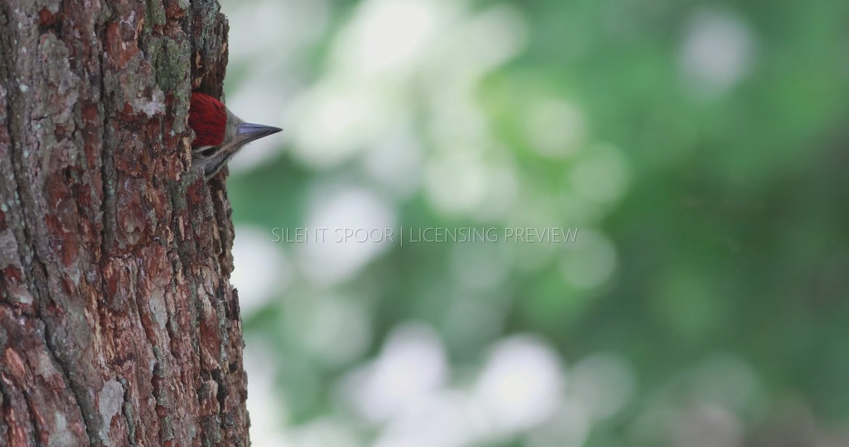 Great Spotted Woodpecker Chick Calling and Looking Out from Nest Hole