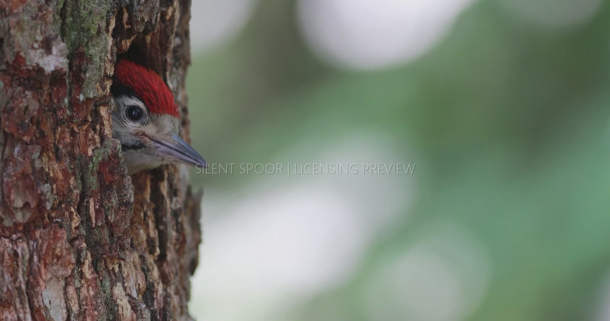 Close-Up of Great Spotted Woodpecker Chick Calling from Nest Hole