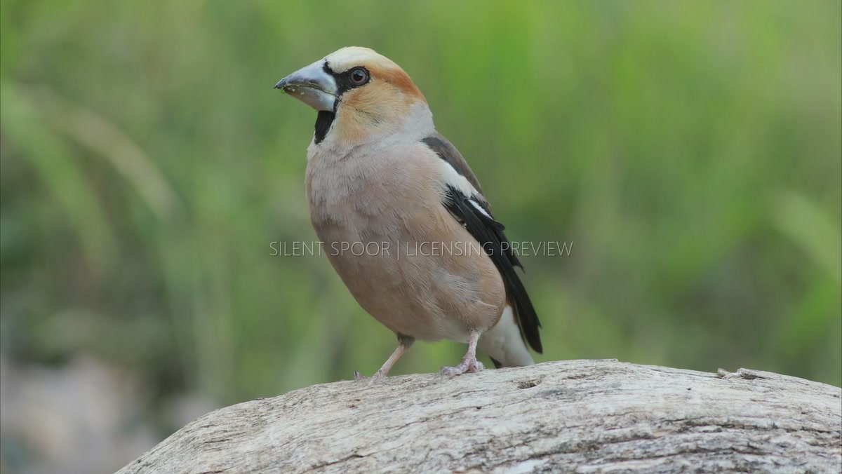 Alert Hawfinch Looking Around on Old Tree Stump