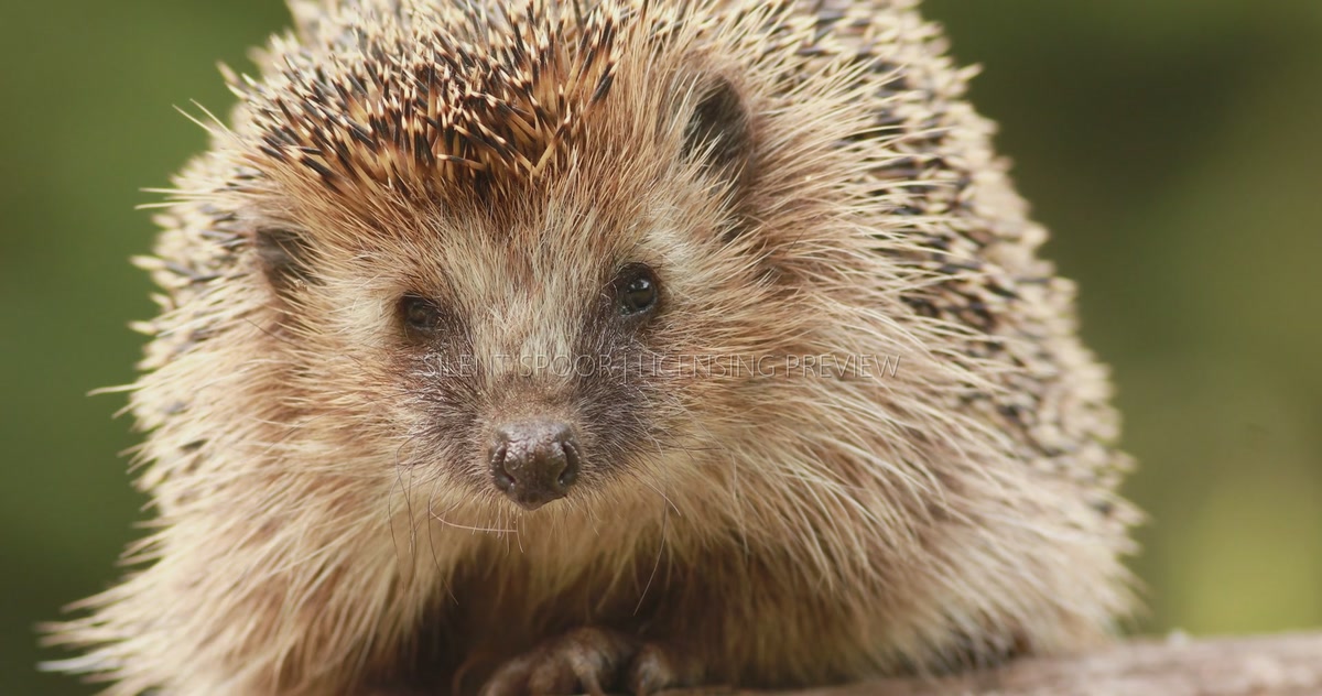 Extreme Close-Up Portrait of Wild Northern White-breasted Hedgehog