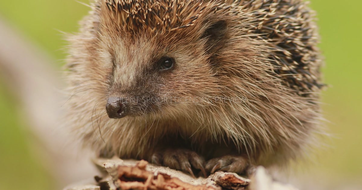 Northern White-breasted Hedgehog Sniffing - Extreme Close-Up