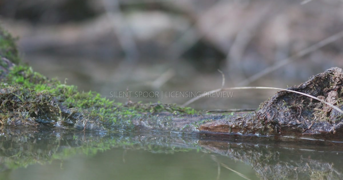 Northern White-breasted Hedgehog Crossing a Stream on Fallen Branch