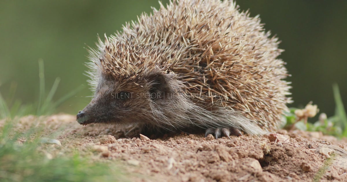 Northern White-Breasted Hedgehog Walking at Ground Level
