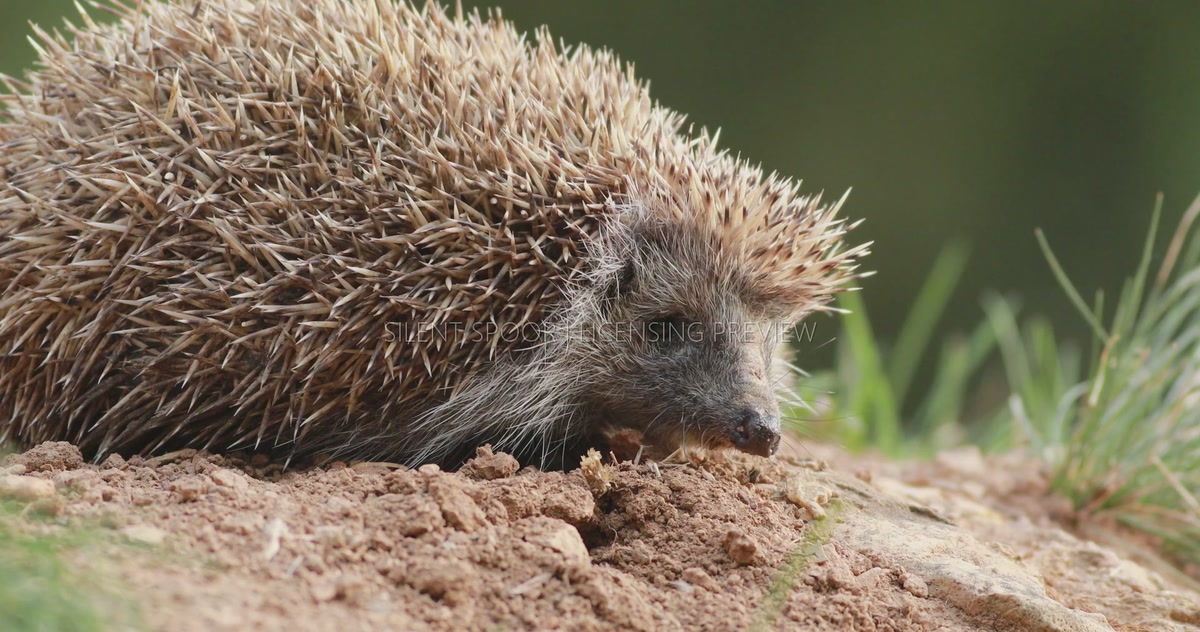 Northern White-Breasted Hedgehog Turning and Walking Away at Ground Level