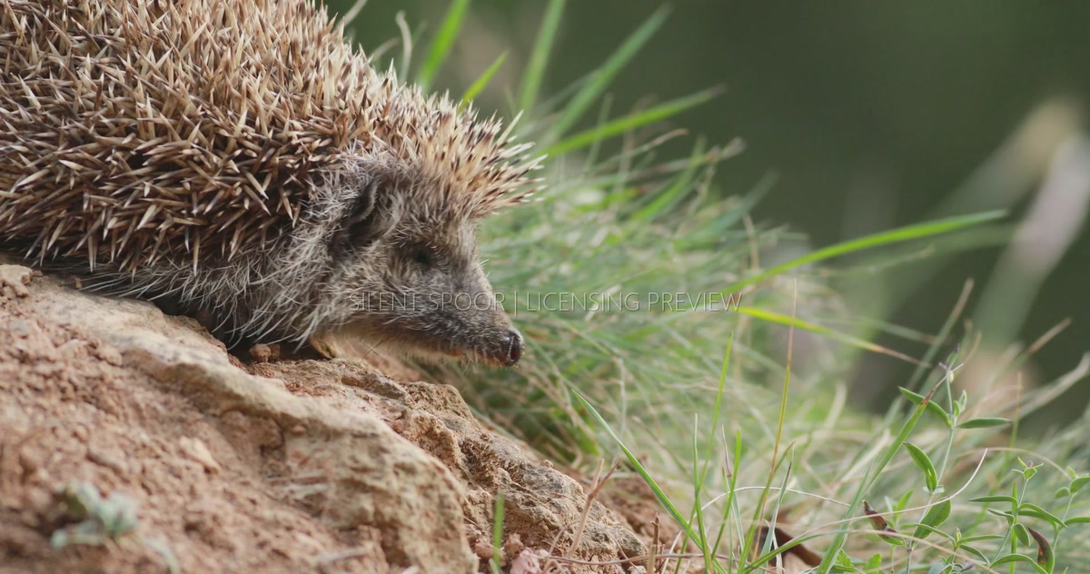 Northern White-Breasted Hedgehog Descending a Soil Slope