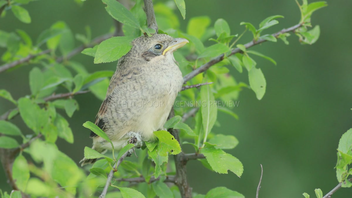 Juvenile Red-backed Shrike Resting in Leafy Shrub