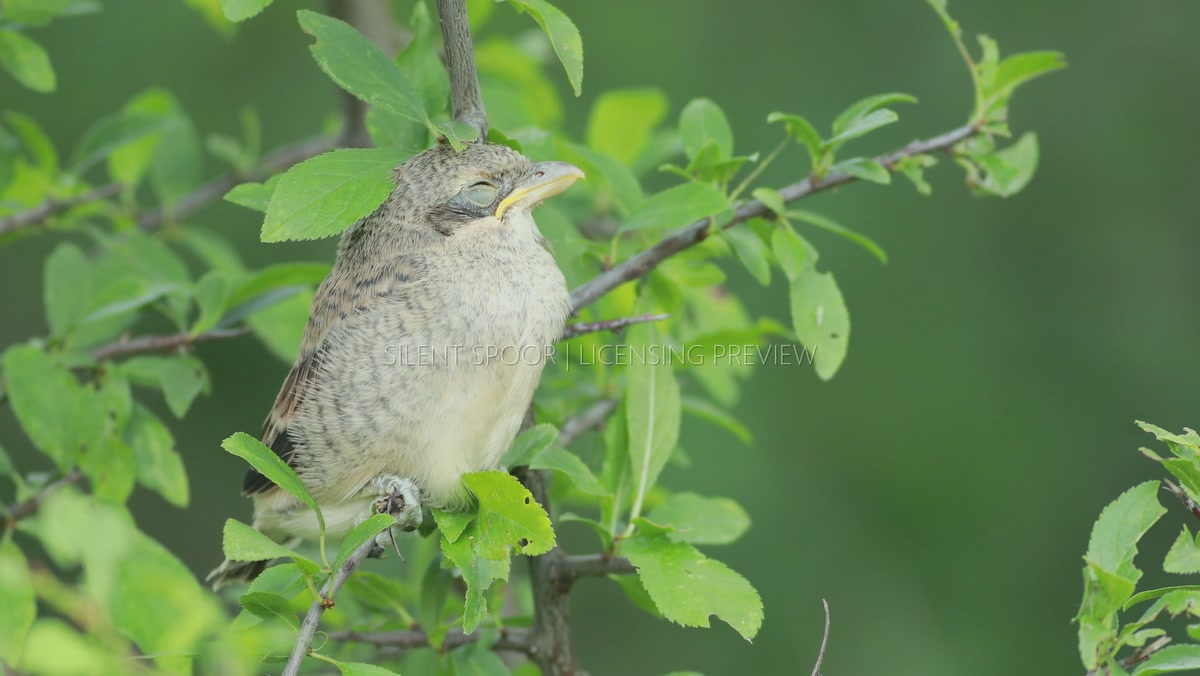 Juvenile Red-backed Shrike Sleeping on Branch