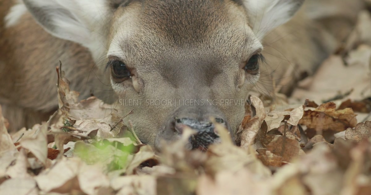 Red Deer Fawn Resting in Forest Leaf Litter