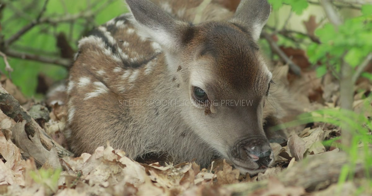 Red Deer Fawn Resting with Head Raised on Forest Floor