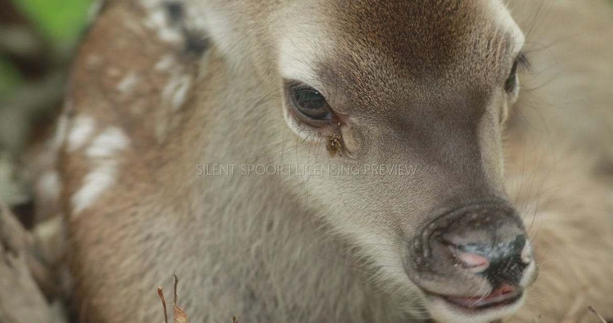 Red Deer Fawn Chewing and Flicking Its Ears at Flies