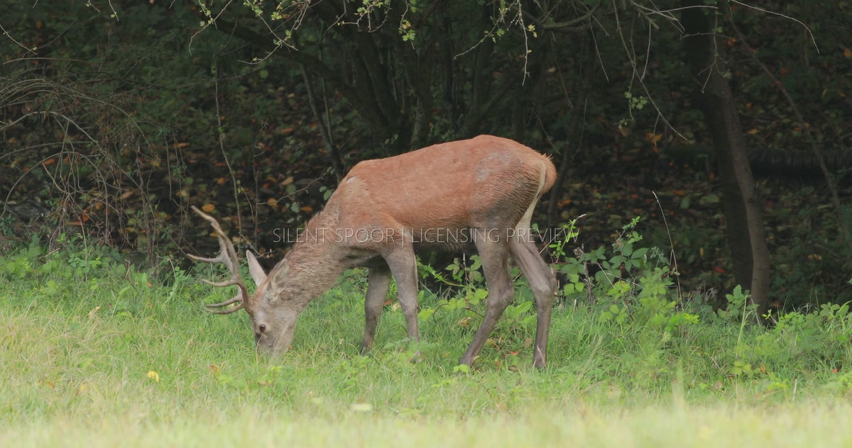 Red Deer Stag Grazing on Green Grass Beside Woodland Stream