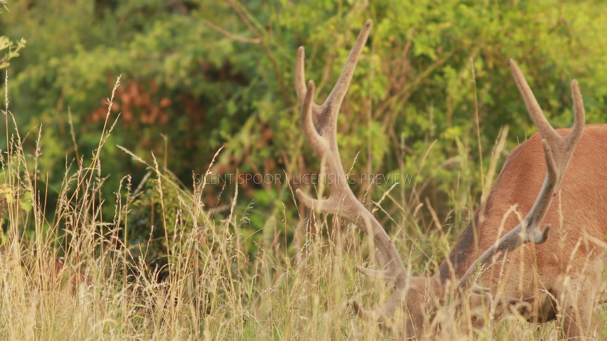 Red Deer Stag Raising Head from Tall Grass and Scenting the Air