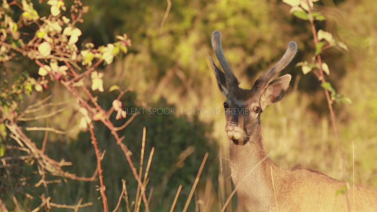 Young Red Deer Stag with Velvet Antlers in Golden Evening Light