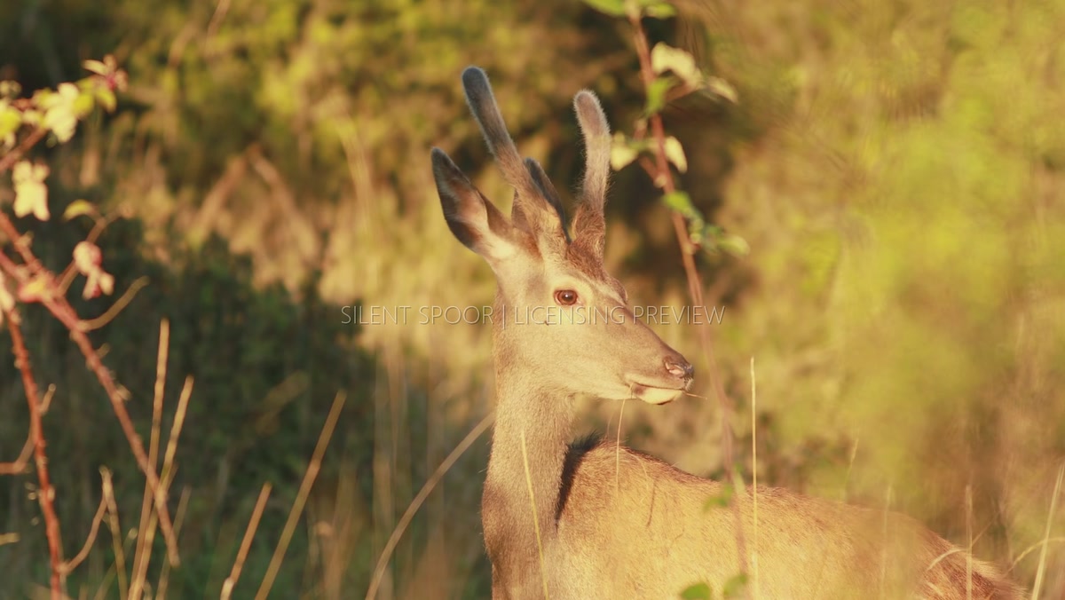 Young Red Deer Stag Looking Around Before Resuming Grazing
