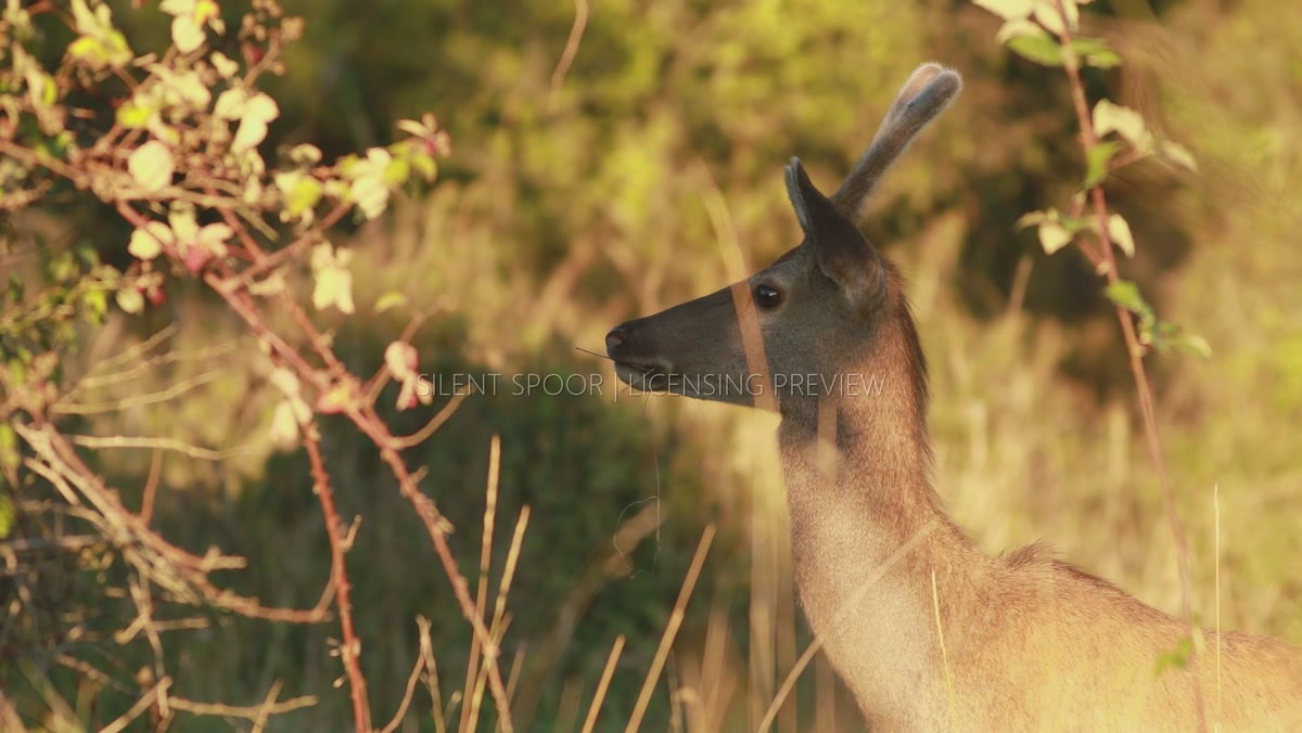 Young Red Deer Stag Standing and Listening in Golden Evening Light