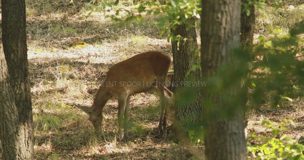Young Red Deer Stag Foraging in Open Oak Woodland