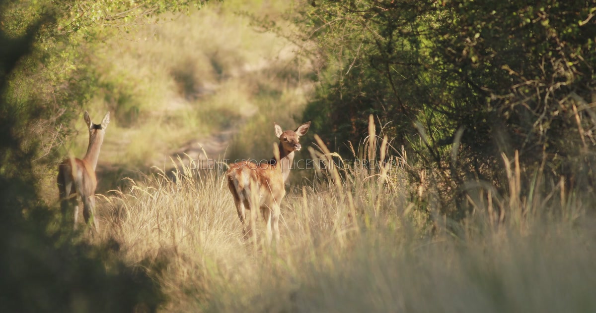 Two Young Red Deer Startled on Forest Track