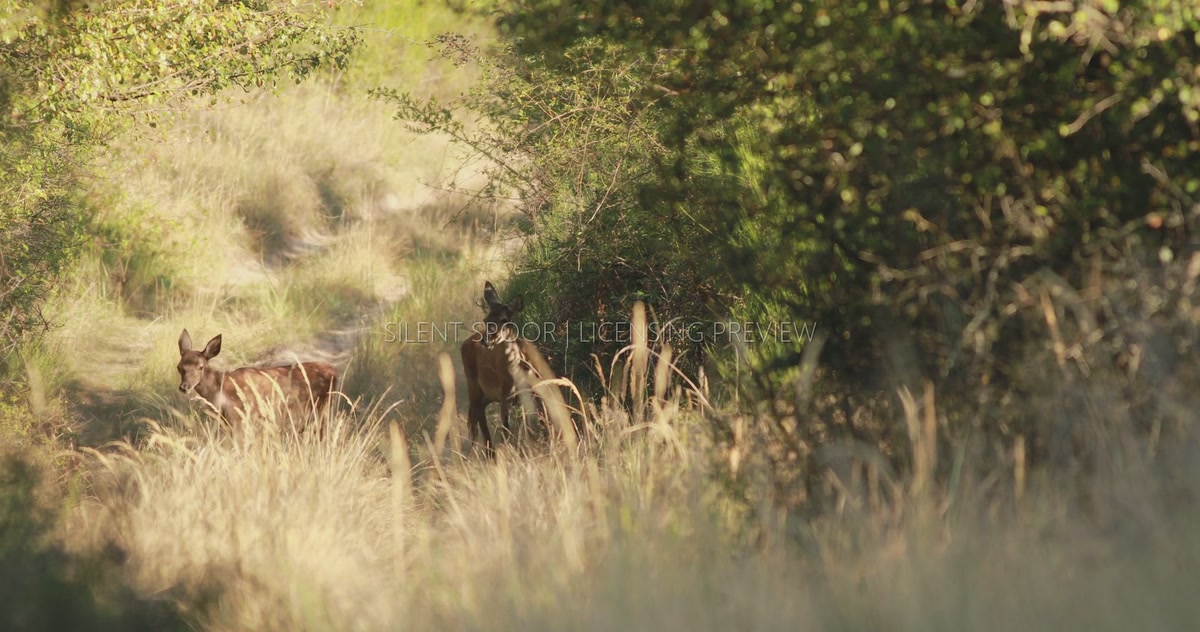 Two Young Red Deer Walking Along Forest Track