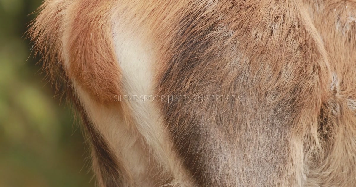 Red Deer Calf - Extreme Close-Up of Fur and Hindquarters