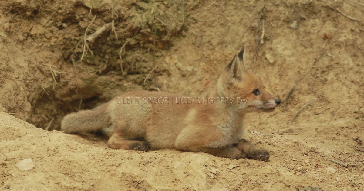 Red Fox Cub Watching Intently Outside Its Den