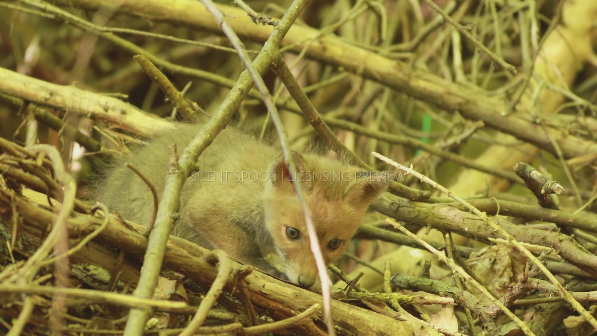 Red Fox Cub Moving Through Dense Branches Near Its Den