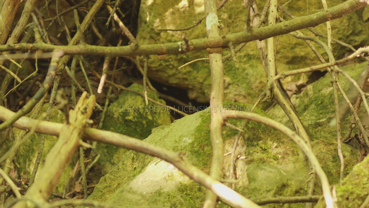 Red Fox Cubs Playing Among Rocks and Branches Near Their Den