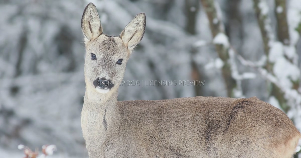 Young European Roe Deer Buck with Developing Antlers in Winter