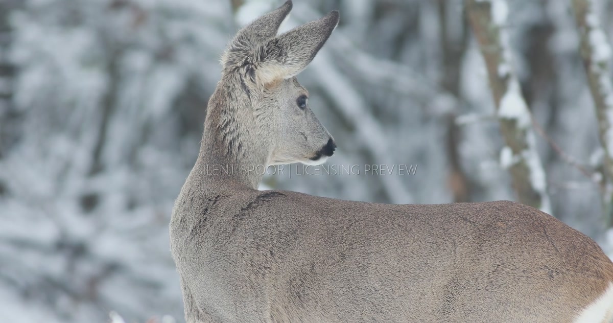Female European Roe Deer Alert in Snowy Winter Woodland