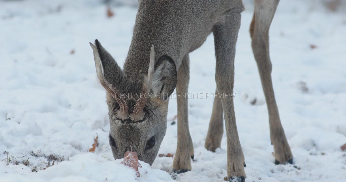 European Roe Deer Buck Foraging for Food in Snow
