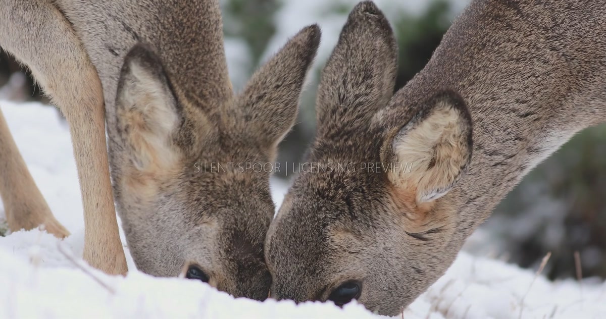 Two Young European Roe Deer Feeding Together in Snow
