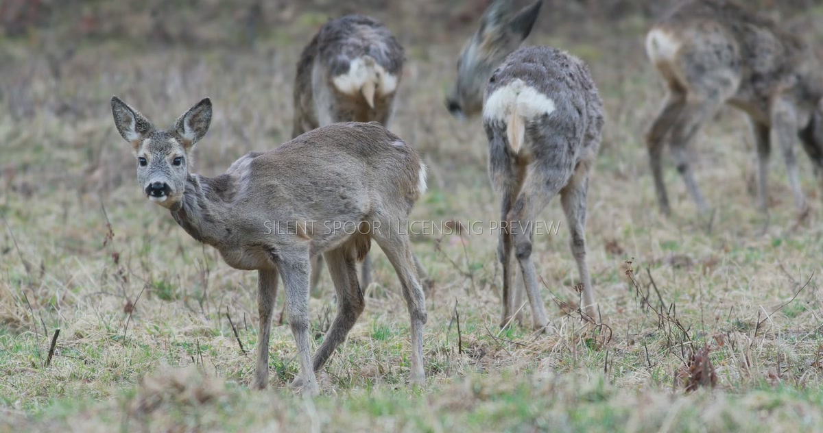 European Roe Deer Group Grazing After Late Winter Snowmelt