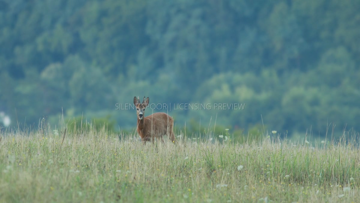 Young European Roe Deer Buck Grazing on Summer Meadow