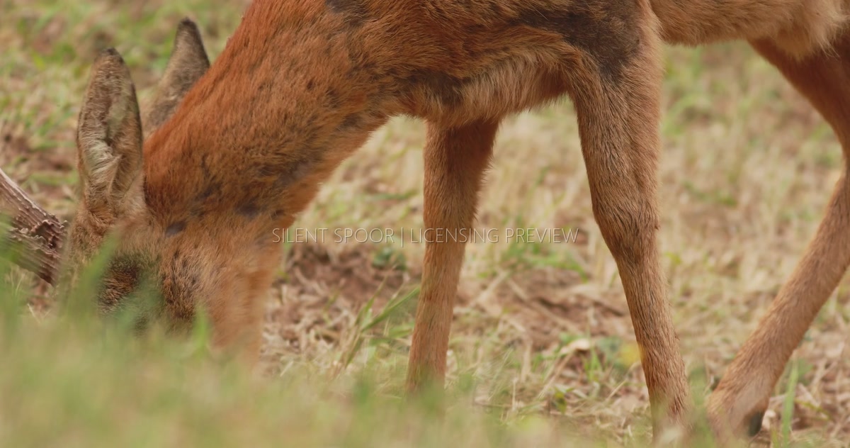 Mature European Roe Deer Buck Grazing in Early Autumn