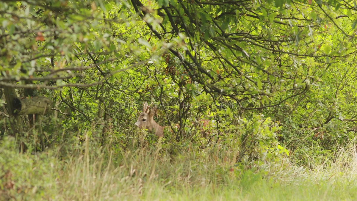 Young European Roe Deer Buck Browsing on Branches in Woodland