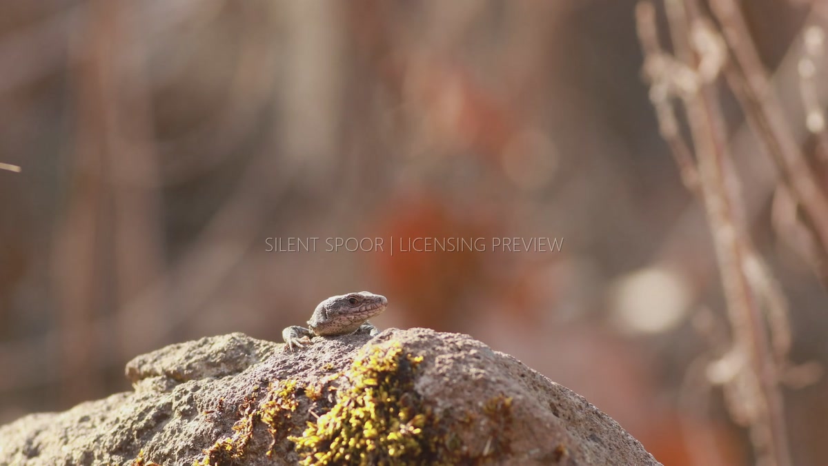 Sand Lizard Basking on Sunlit Rock in Early Spring