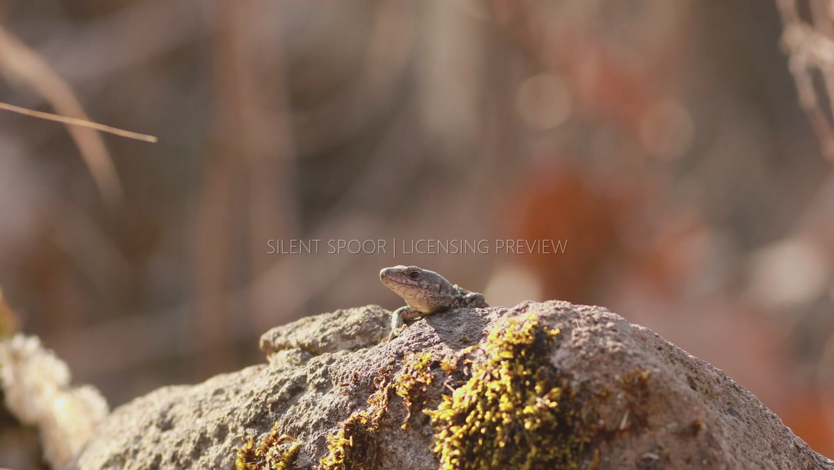 Sand Lizard Reacting to Wind and Tapping Forefoot on Rock