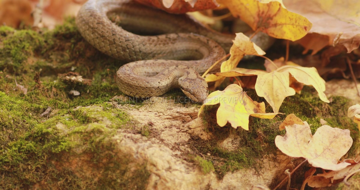 Smooth Snake Crawling Across Moss-Covered Rock in Late Autumn